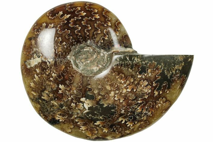 Polished Ammonite (Cleoniceras) Fossil - Madagascar #205095
